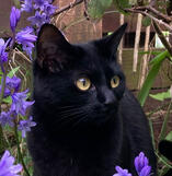 Black Cat